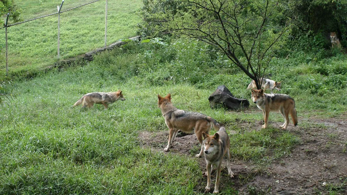 Lobo mexicano Foto. Zoológico de Guadalajara (2)